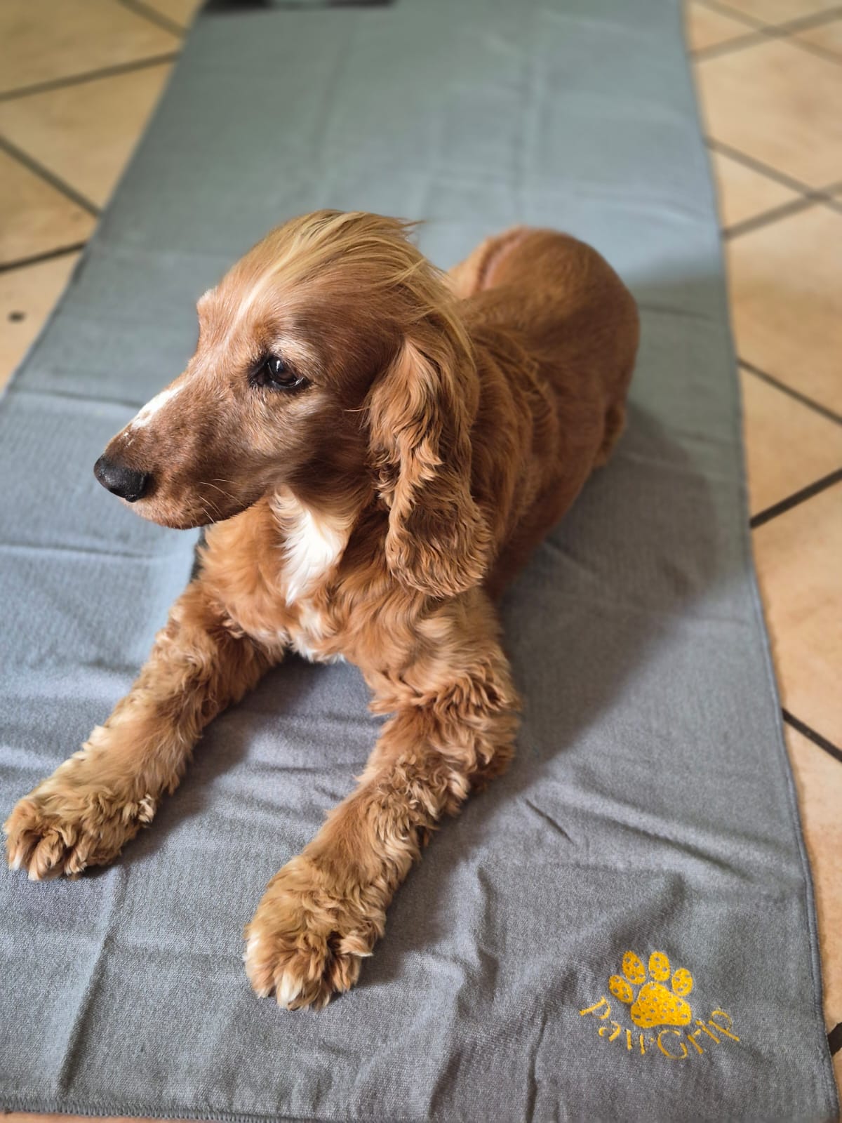 PawGrip Image 12